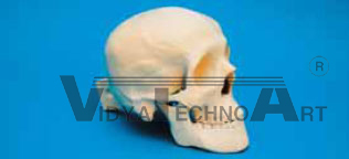 Skull, with holder, hollow, mandible